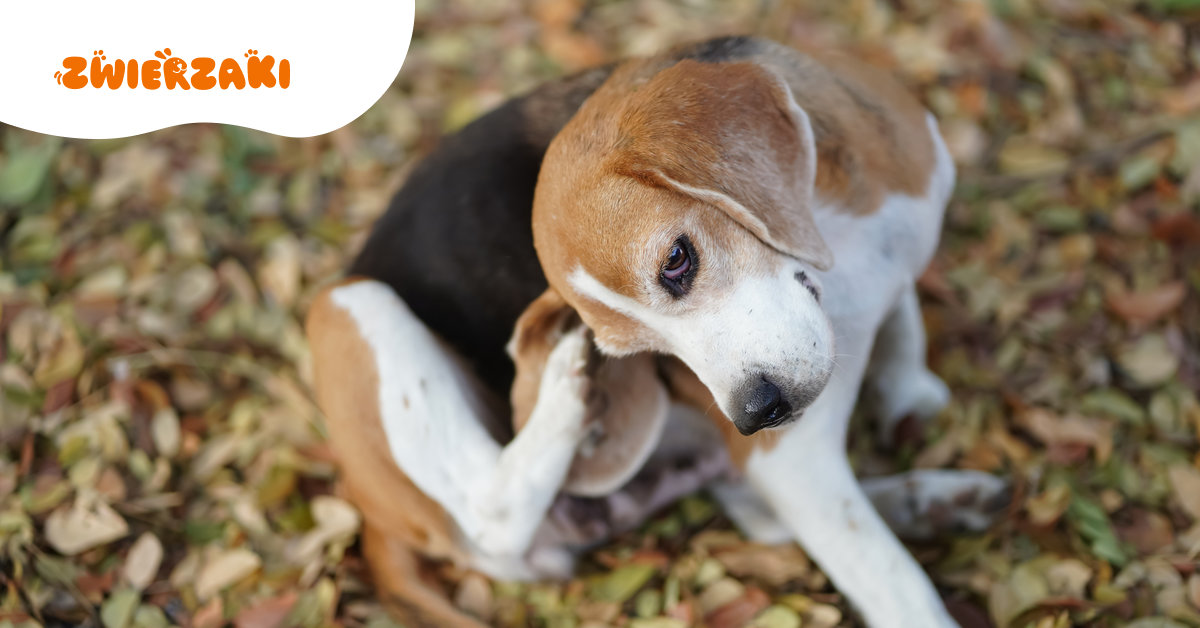 Sezonowe alergie u psów – jak rozpoznać objawy i pomóc swojemu pupilowi