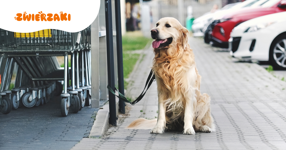 Czy można zostawić psa pod sklepem? Zastanów się dwa razy, zanim to zrobisz