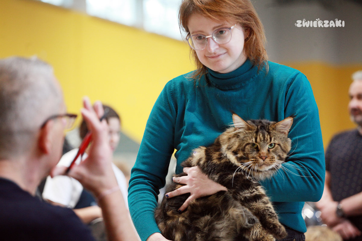 Gdynia 2025: Międzynarodowa wystawa kotów rasowych w obiektywie