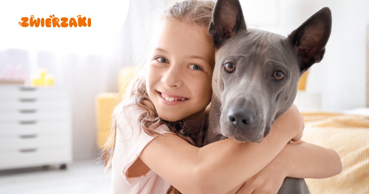 Thai Ridgeback, czyli pies tajski. Orientalny wojownik o silnym charakterze