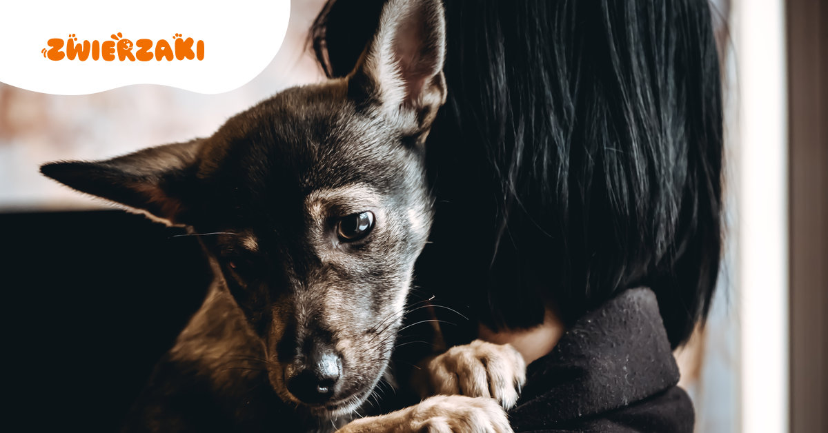 Żałoba po zwierzęciu boli naprawdę. Psycholog: „To nie jest przesada ani słabość”