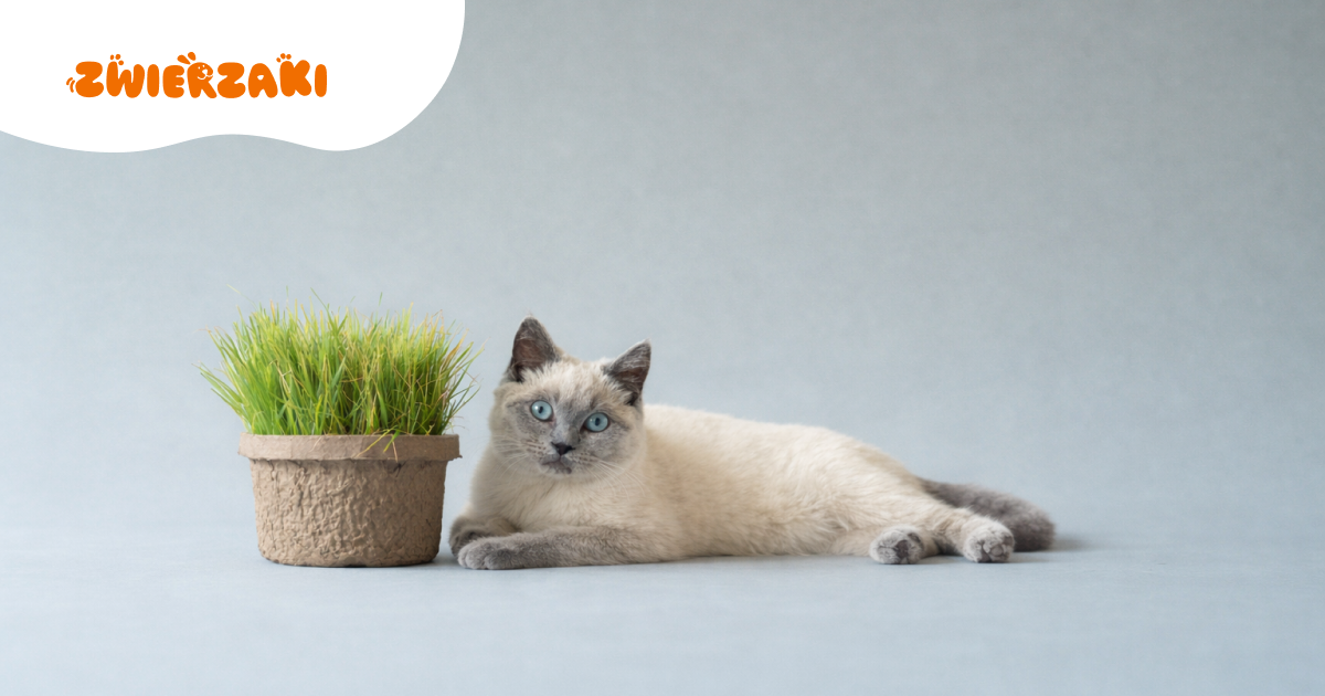 Trawa dla kota: jakie ma znaczenie dla zdrowia?