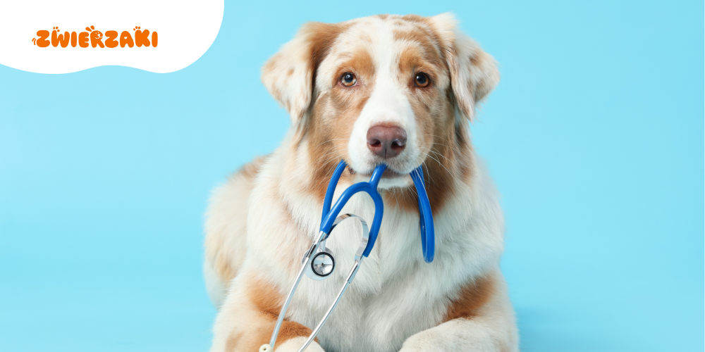 Lek dla ludzi, problem dla zwierząt. Ważny komunikat dla właścicieli