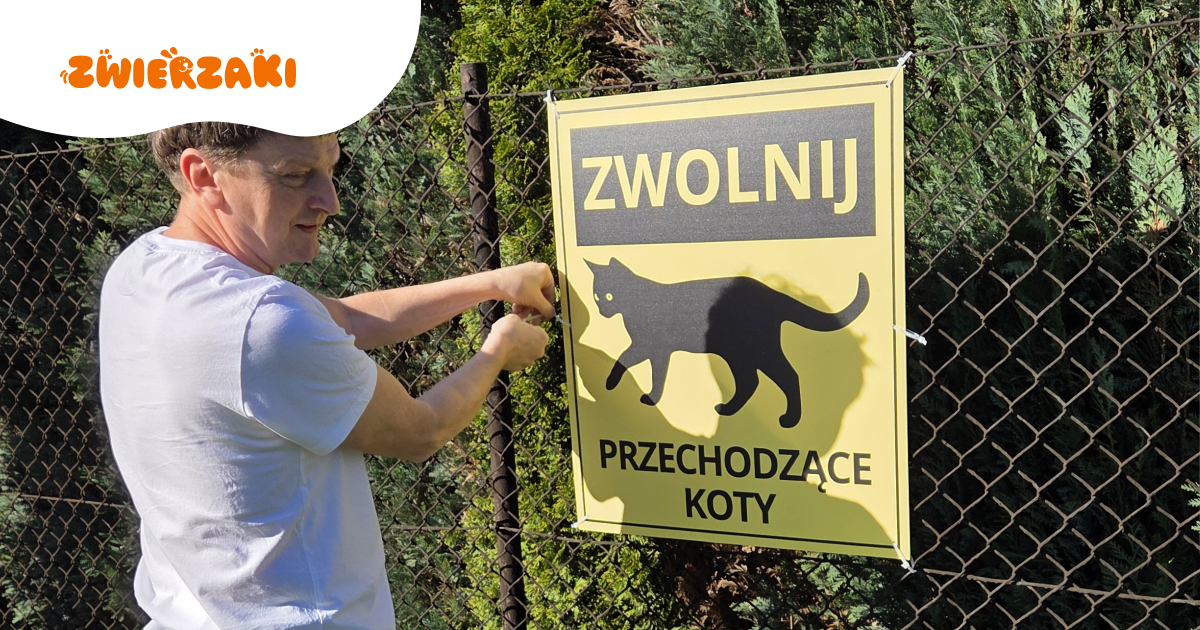 Uwaga! Koty są wszędzie! Kampania w Bielsku-Białej chroni miejskie koty