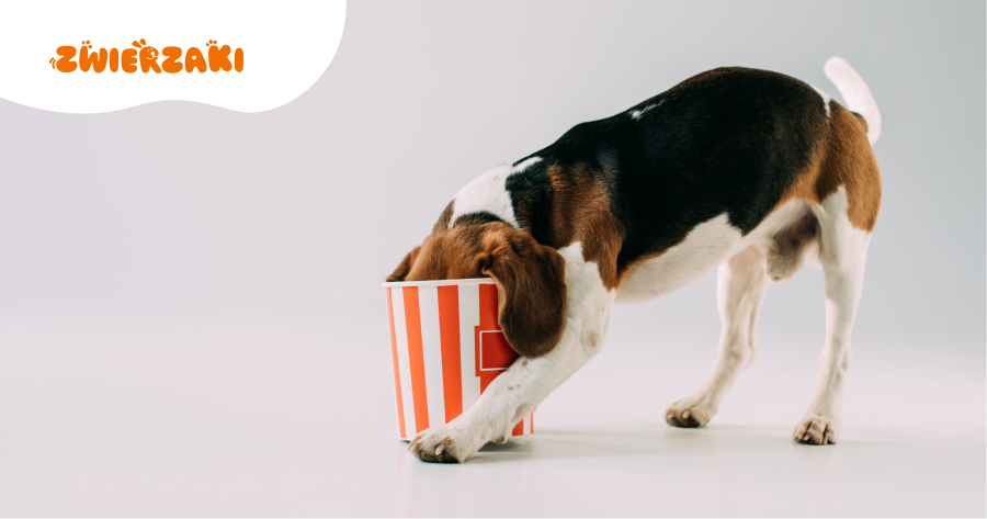 Uważaj, co trafia do miski twojego psa: niektóre produkty są dla niego toksyczne