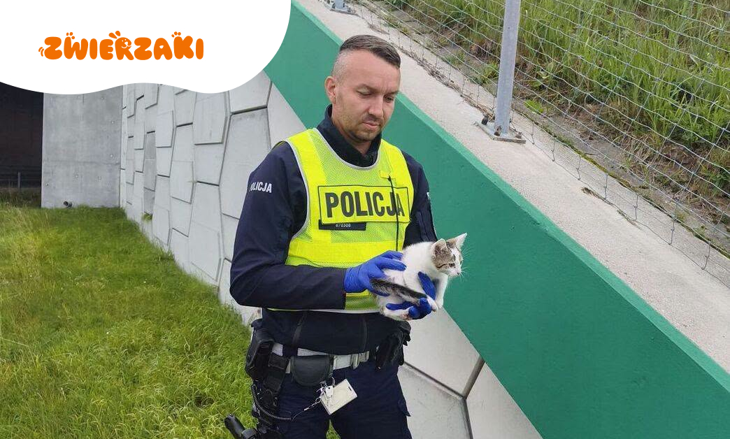 Kot przy autostradzie A1. Policjanci zareagowali w porę i uratowali zwierzę