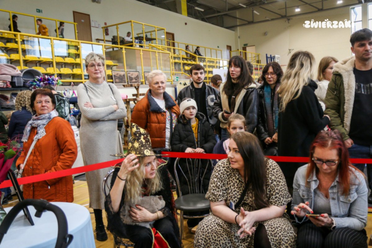 Międzynarodowa Wystawa Kotów Rasowych w Strumieniu – magia kociego świata w obiektywie