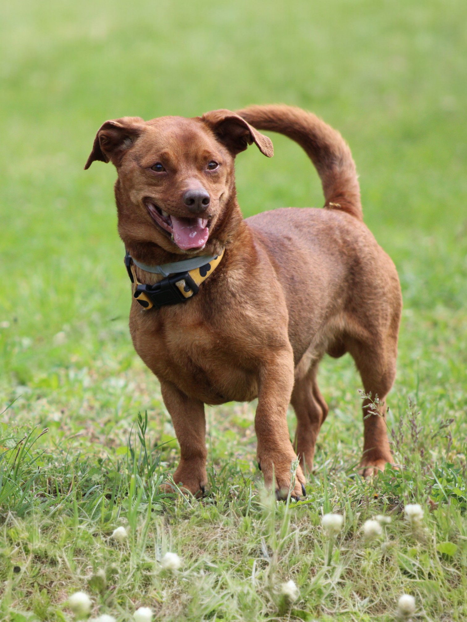 Szarik