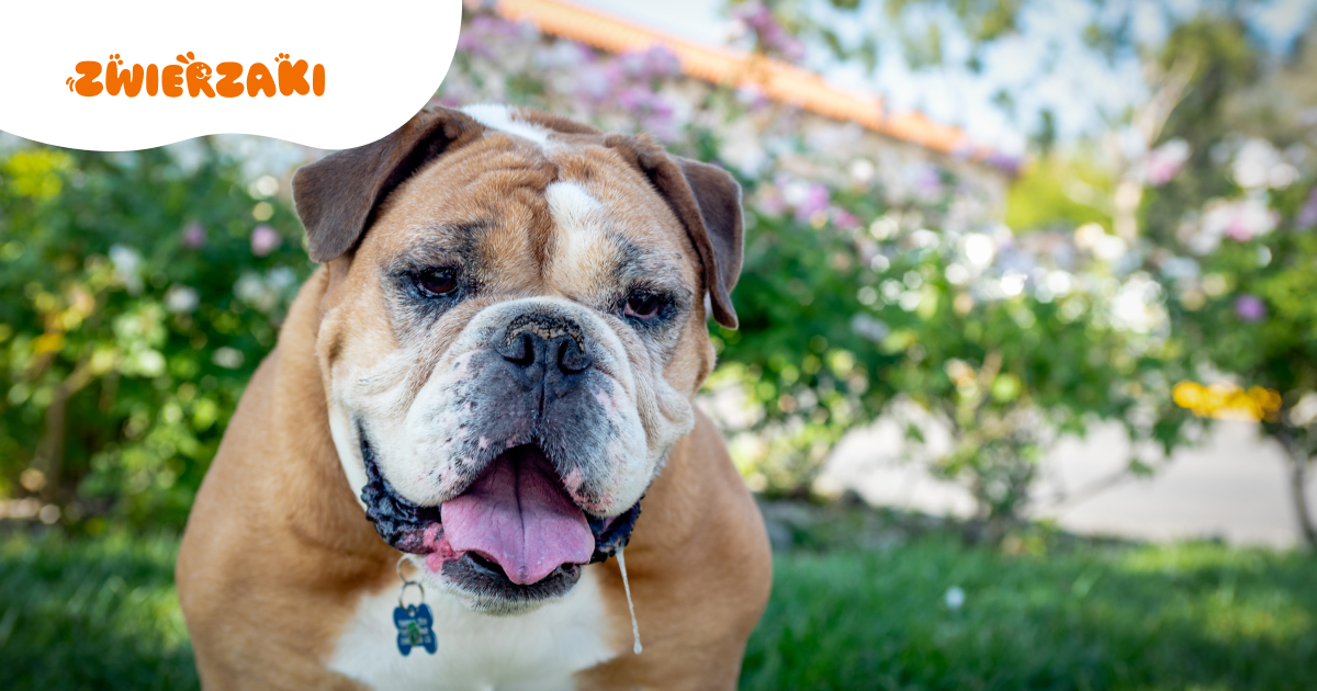 Nadmierne ślinienie u psa: czy to zapalenie jamy ustnej?