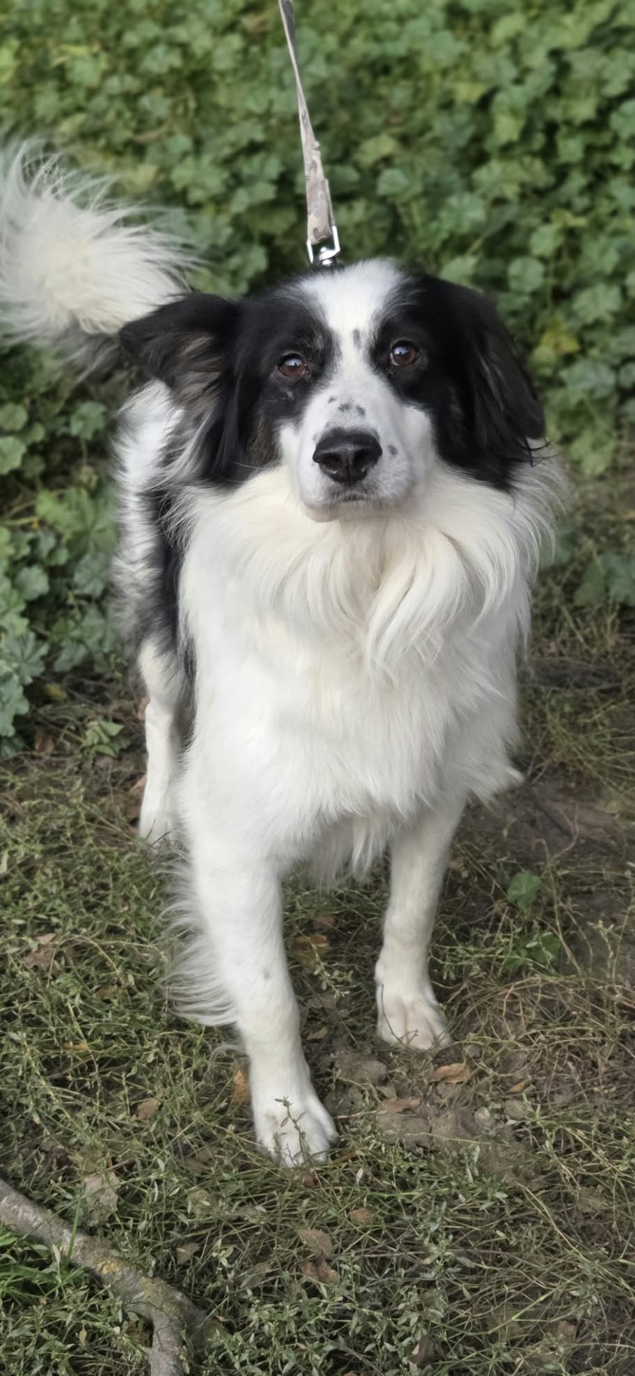 Lewy Border Colie szuka domu
