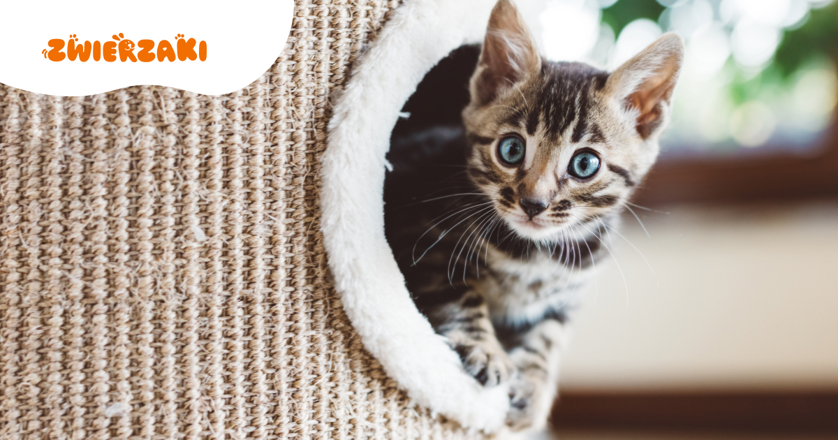 Pet-friendly wnętrze. Jak wygodnie urządzić mieszkanie z kotem lub psem? 