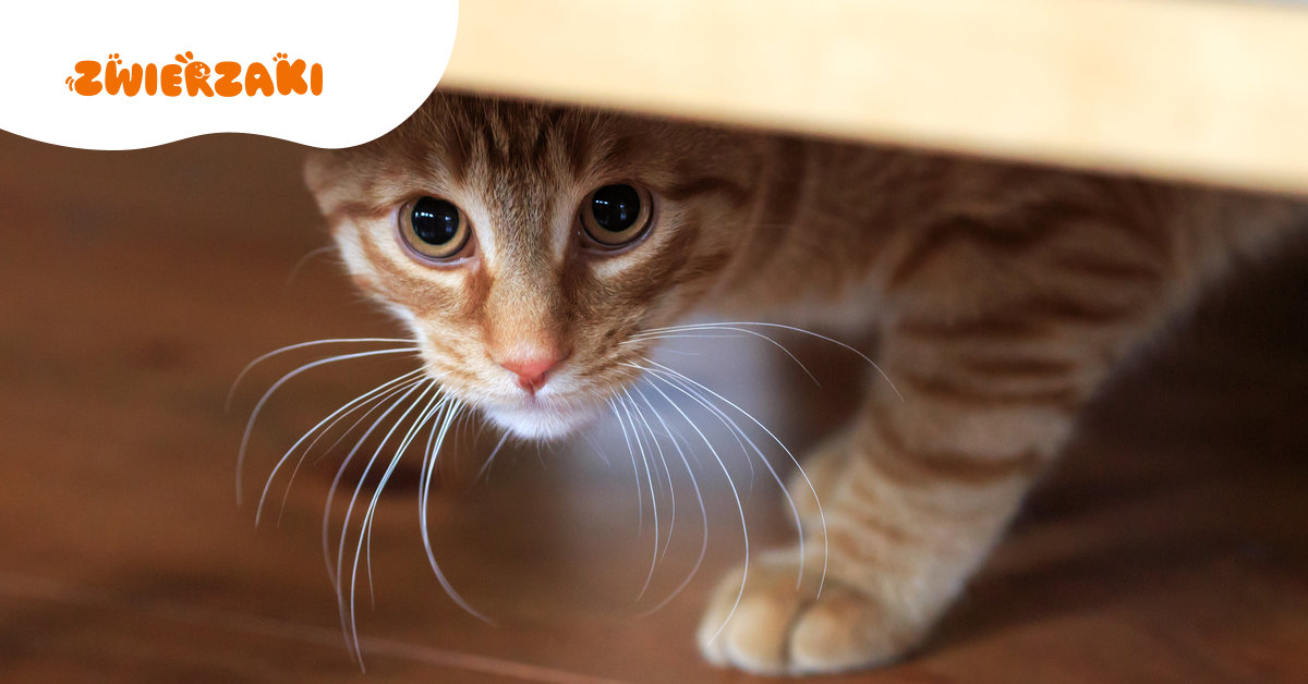 Sylwester z kotem – jak zadbać o spokój pupila w noc pełną hałasu