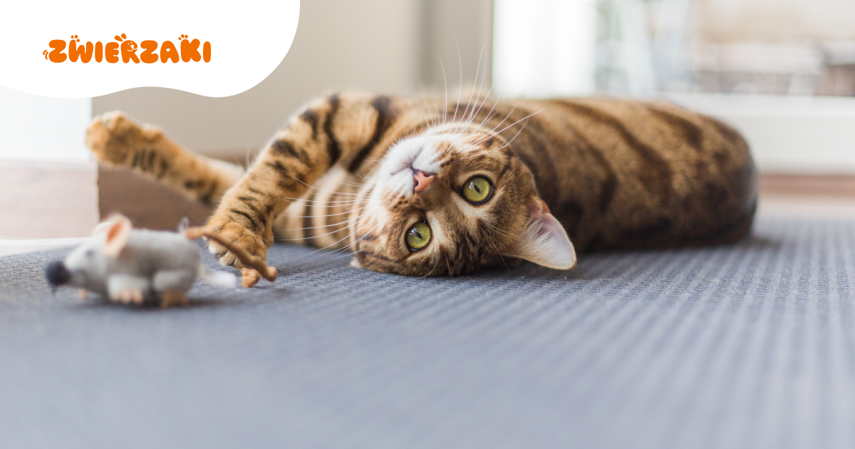 Aktywny, inteligentny i lojalny kot sokoke. Rasa, którą warto poznać