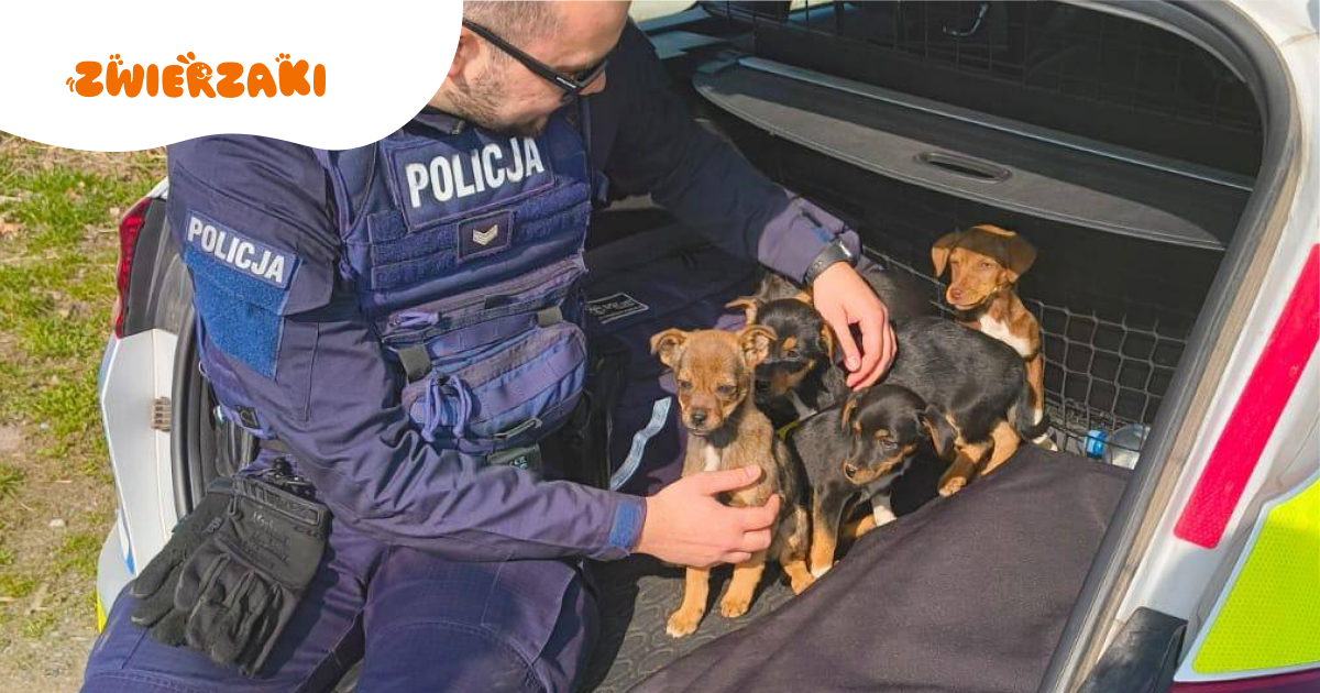 Policjanci ratują szczeniaczki. Pieski czekają na nowy dom
