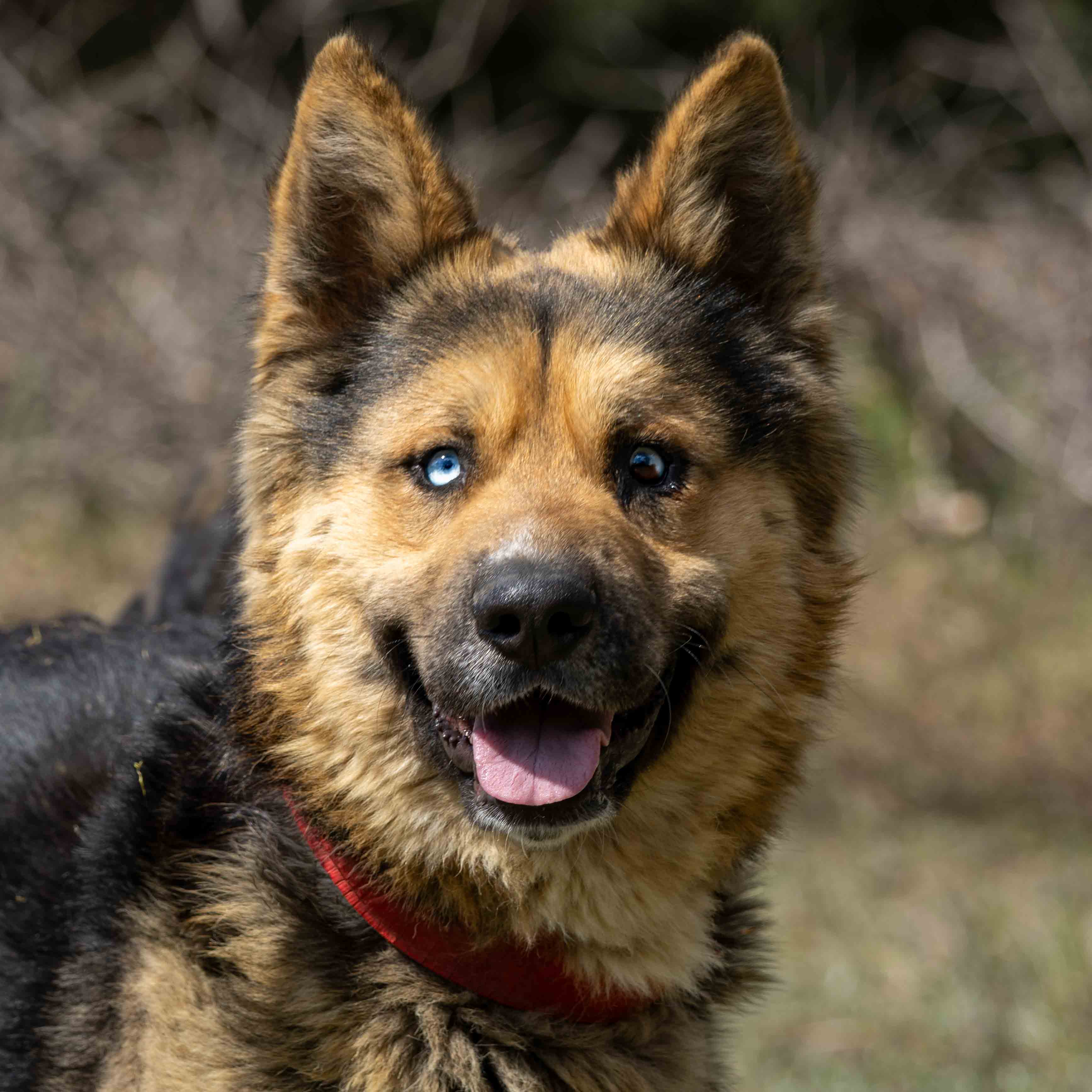 Ollie