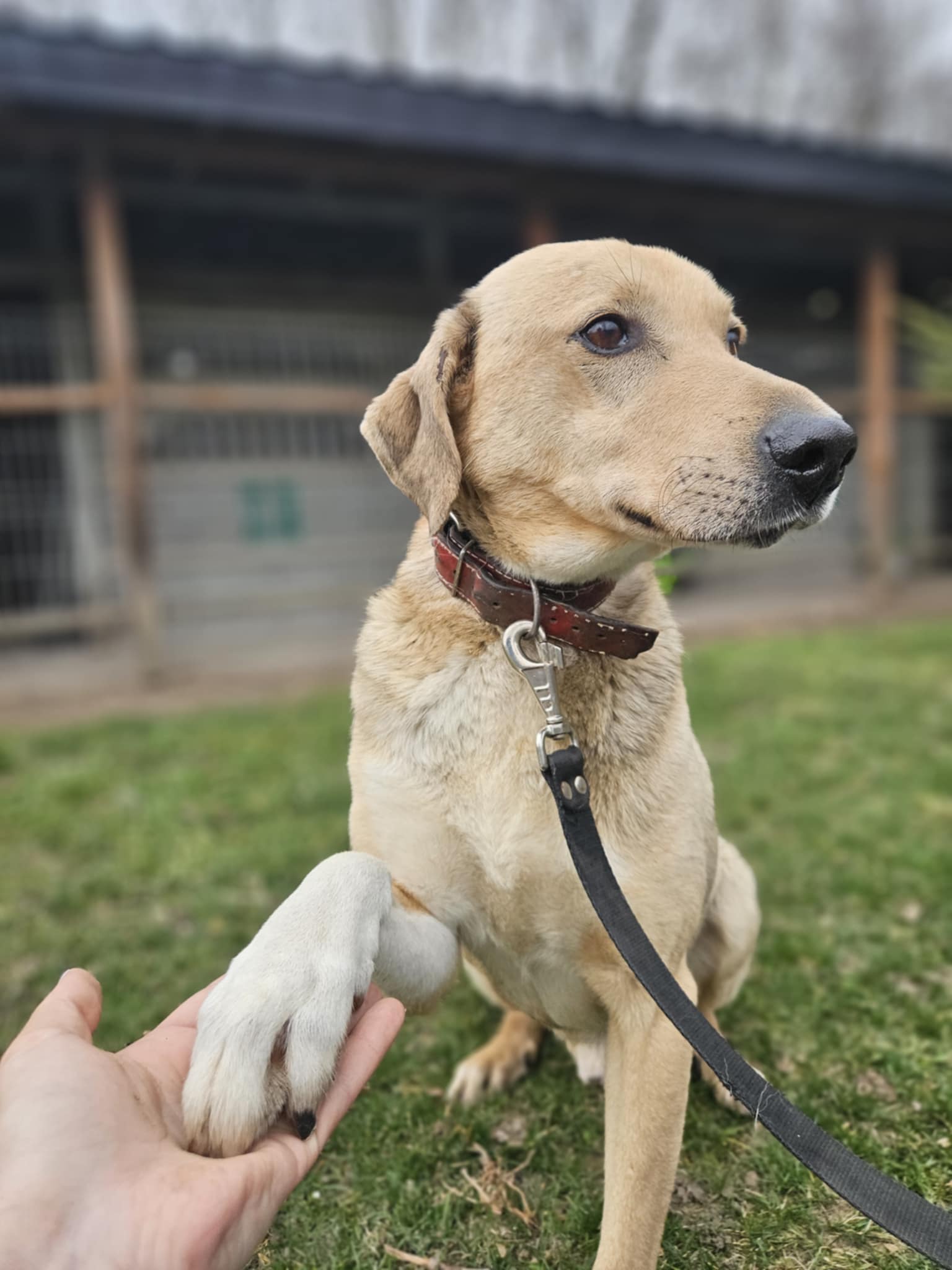 Sunraise mix Labrador 