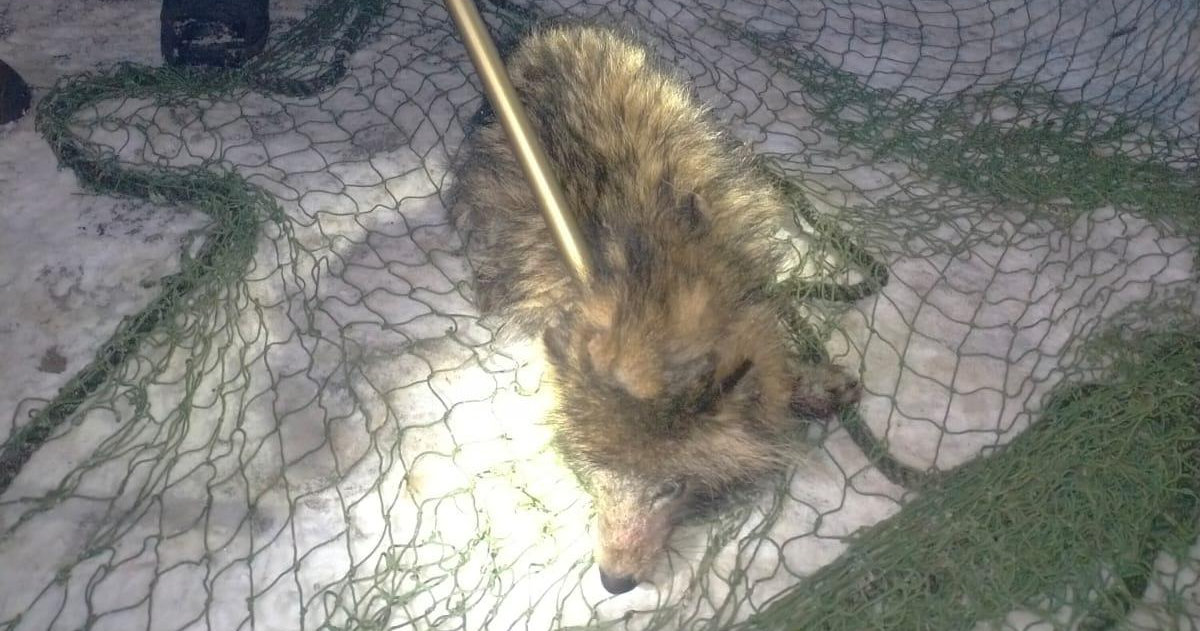 „Pies” czy jenot? Wieczorna przygoda w Lidzbarku Warmińskim z zaskakującym finałem