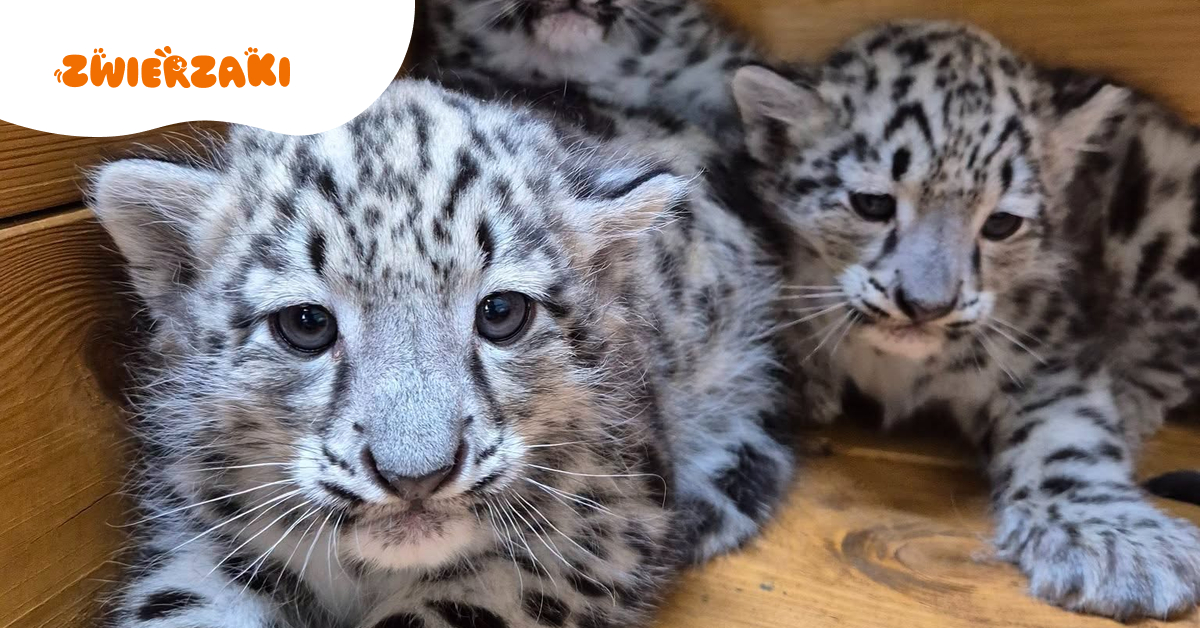 Trzy młode irbisy śnieżne urodziły się w Warszawskim ZOO. Maluchy rosną jak na drożdżach