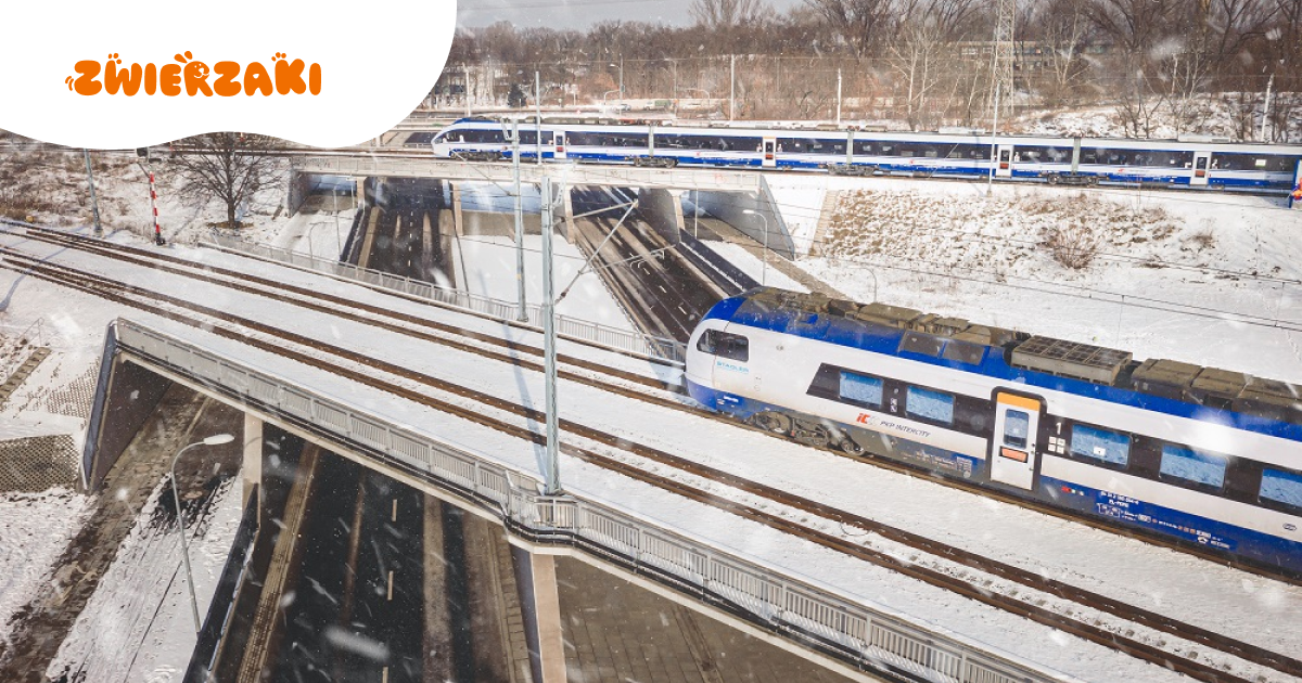 PKP Intercity radzi przed świętami: jak podróżować pociągiem z psem, kotem czy królikiem