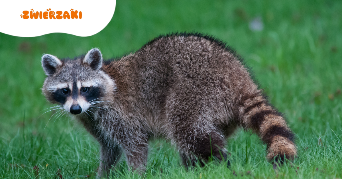 Szop pracz w Polsce – słodki futrzak czy biologiczna bomba?