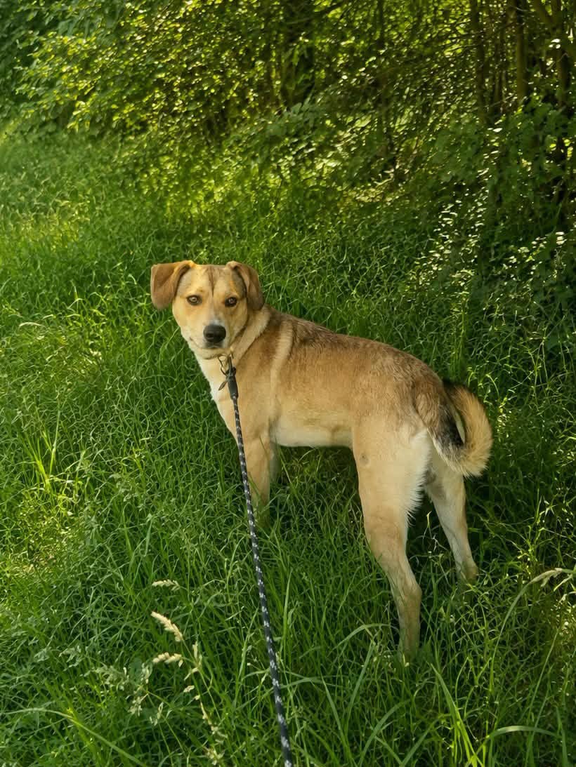 ARES