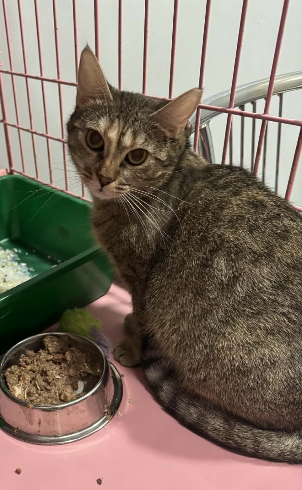 Kotka Zoja szuka domu schronisko Zgierz-aktualne 