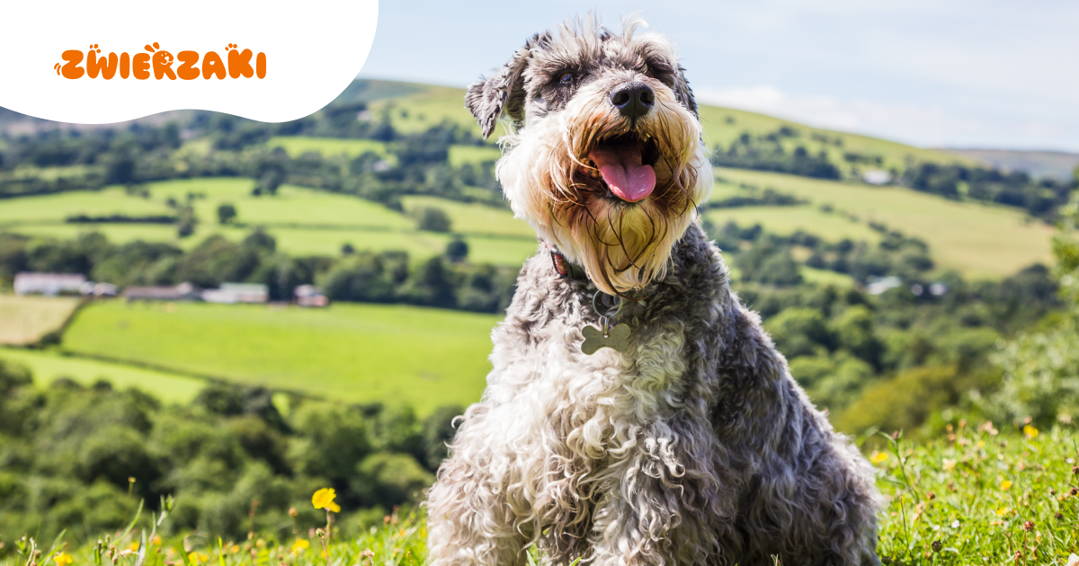 Miniaturowy schnauzer: idealny towarzysz do mieszkania i na spacery