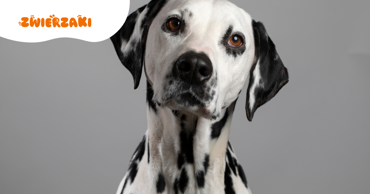 Czy dalmatyńczyk to pies rodzinny? Fakty i mity o tej rasie