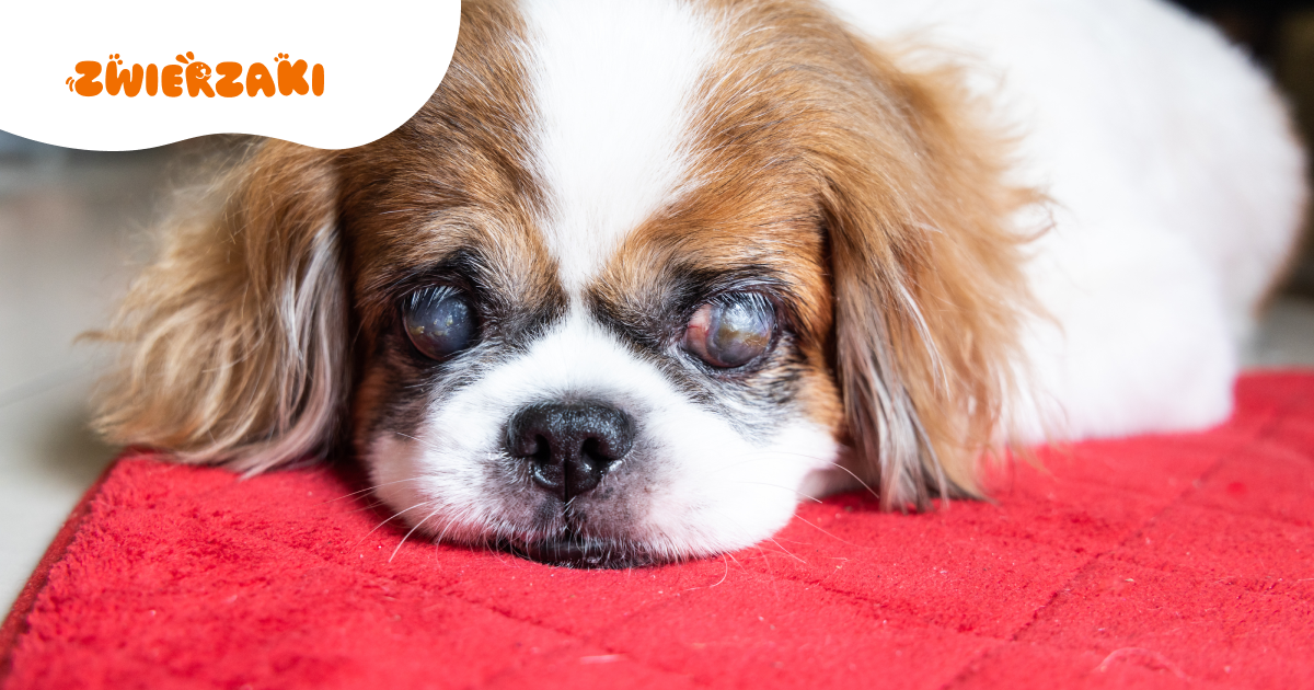 Zaćma a starość u zwierząt: kiedy to naturalne, a kiedy grozi ślepotą?