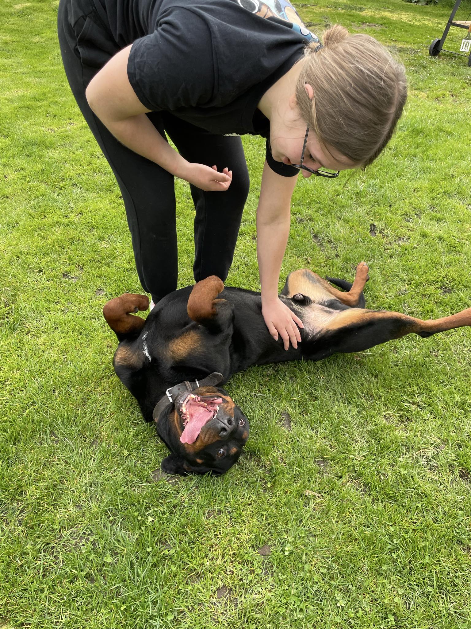 Mundek gończy pilne 