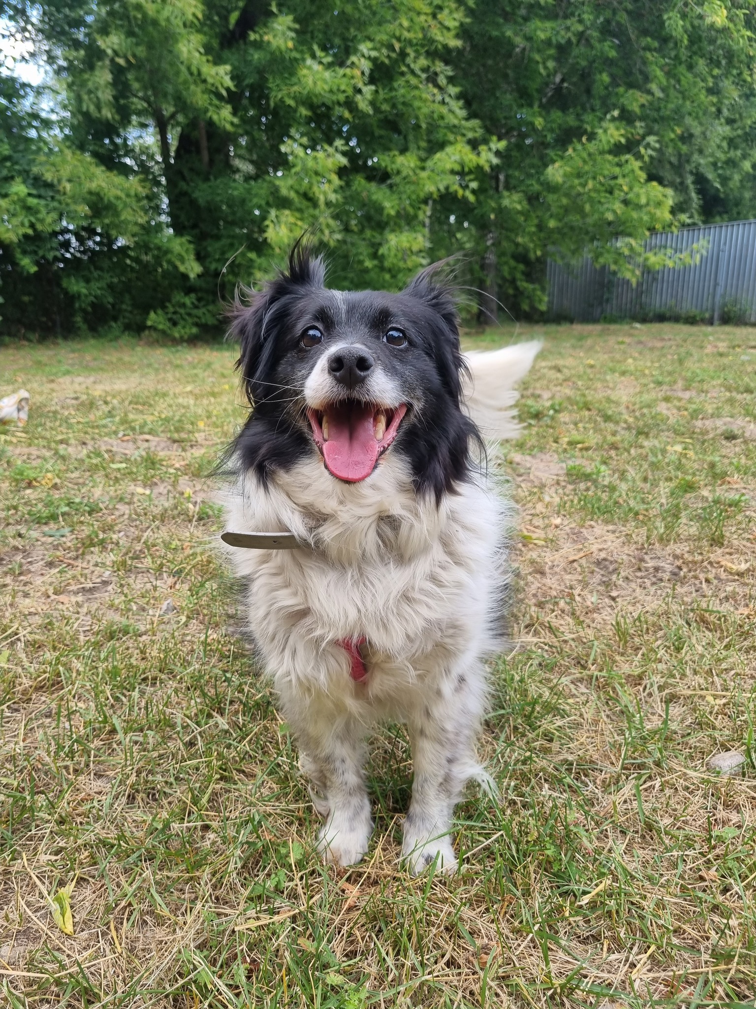 Daisy