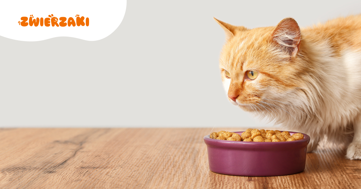 Zimowa dieta kota: jakie zmiany w diecie warto wprowadzić?