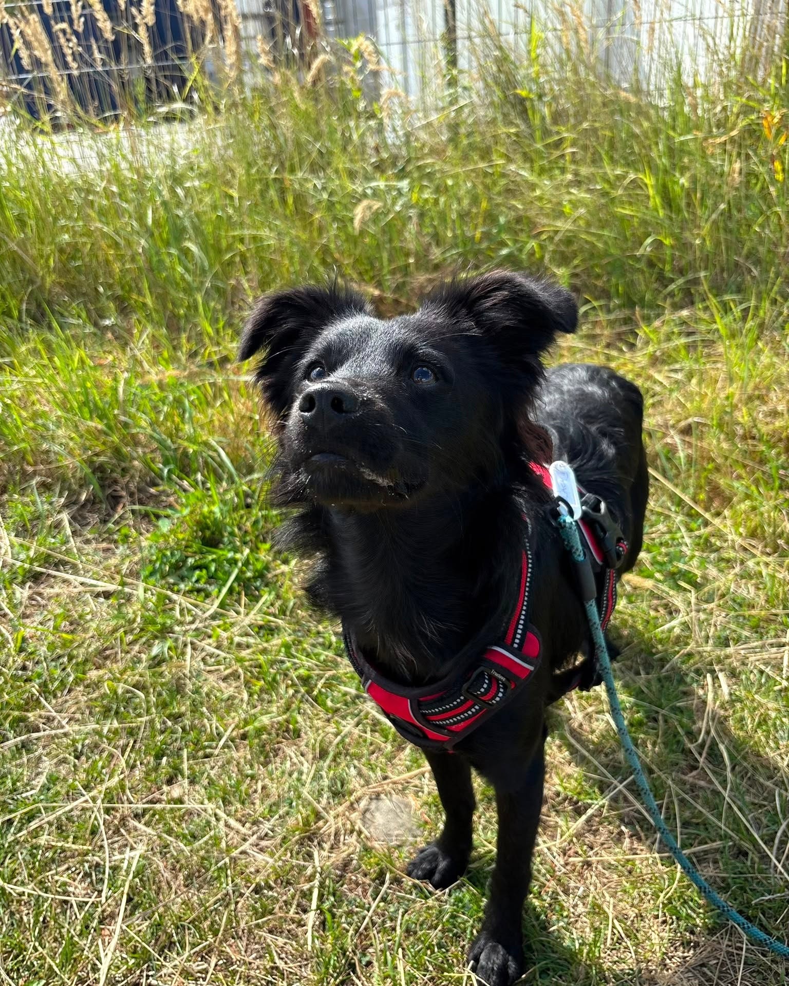 BLACKY