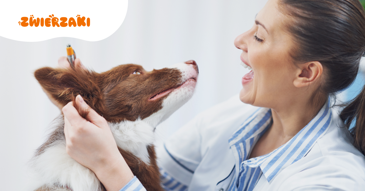 Z psem lub kotem w szpitalu – trwa zbieranie podpisów pod Kartę praw pacjenta