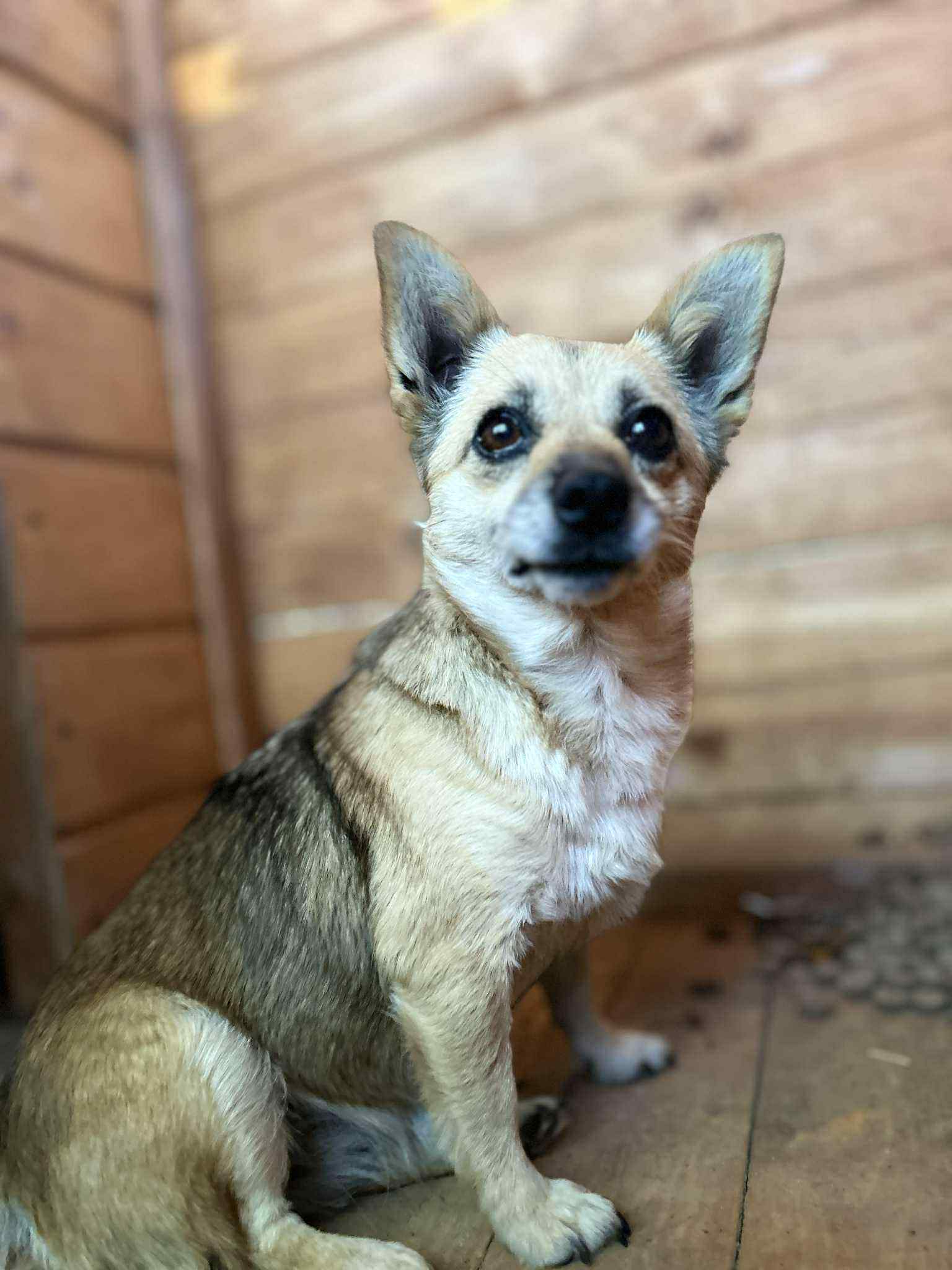 Perelka 