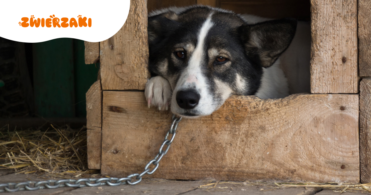 Weto dla „ustawy łańcuchowej”: prezydent złożył własny projekt. Co to oznacza dla psów?