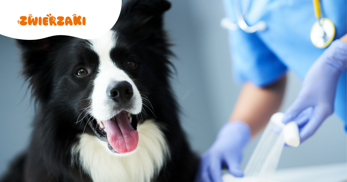 Jakie choroby są szczególnie niebezpieczne dla psa zimą? Jak im zapobiegać?