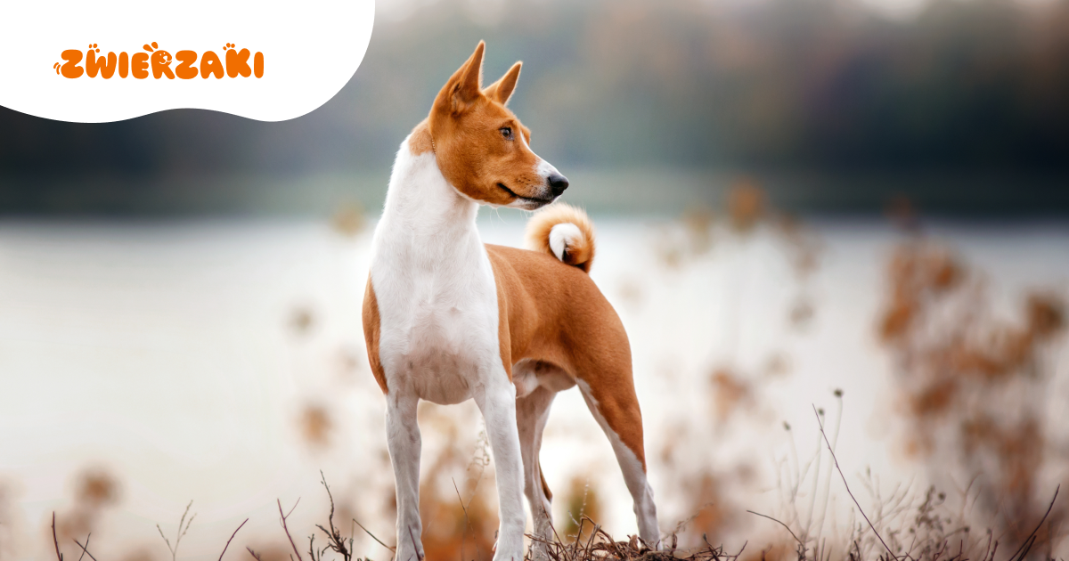 Basenji: tajemniczy pies z Afryki, który nie szczeka, a fascynuje
