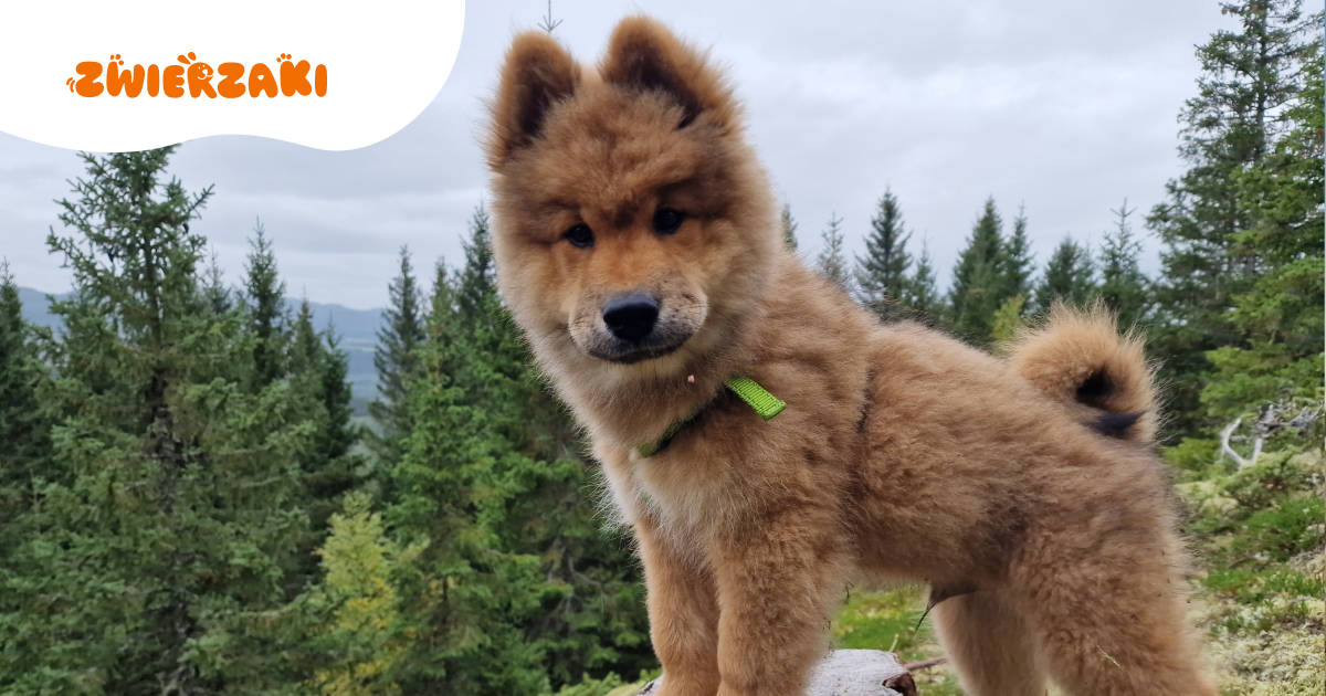 Eurasier jako idealny kompan rodzinny? Sprawdzamy, dlaczego ta rasa podbija Europę