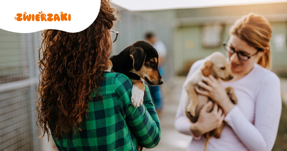 Podwójna miłość. Co warto wiedzieć o adopcji zwierząt w duecie?