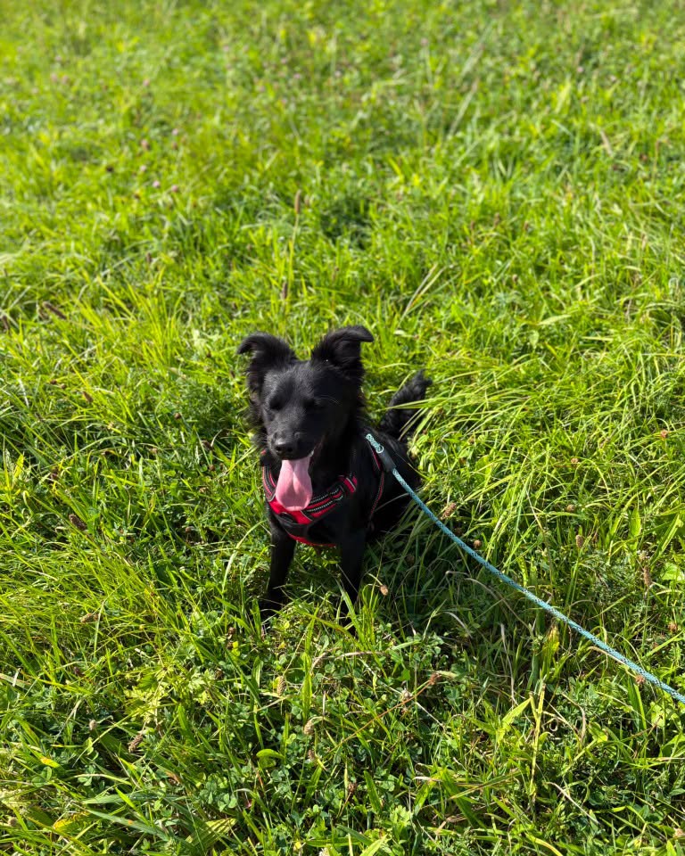 BLACKY