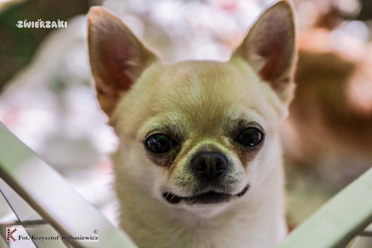 Klubowa Wystawa Chihuahua BABIMOST 2026 – fotorelacja z wyjątkowego wydarzenia
