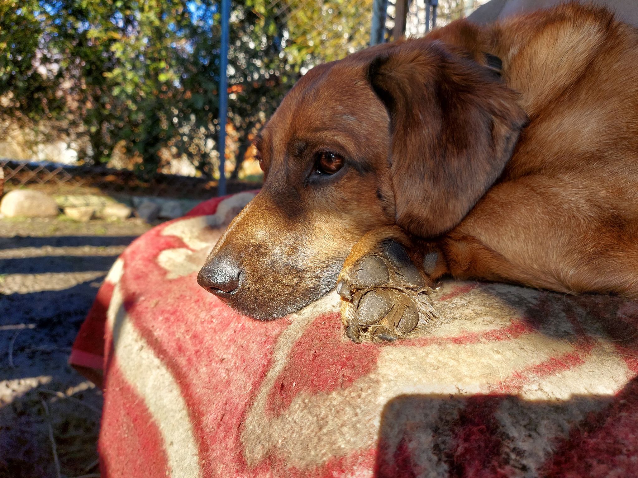 Wojtek