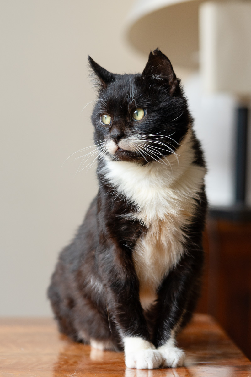 Nuniek szuka domu schronisko Zgierz-aktualne 