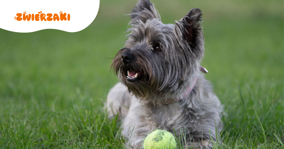 Cairn terrier: mały pies z wielkim charakterem. Wszystko, co warto wiedzieć