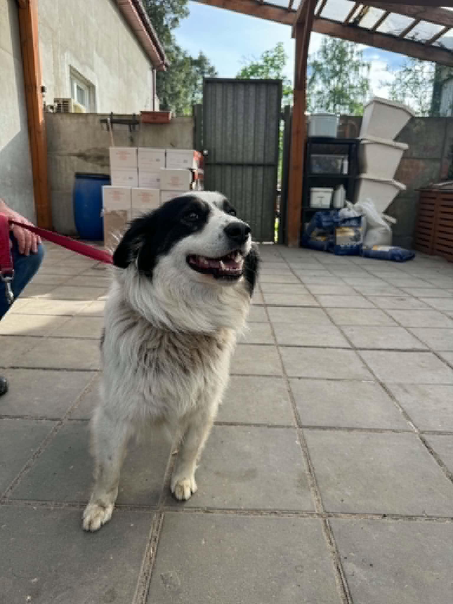 Lewy Border Colie szuka domu 