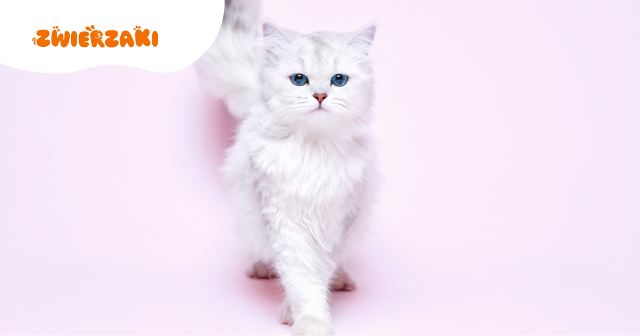 Wystawy kotów w II kwartale 2026 roku: gdzie zobaczyć najpiękniejsze rasy?