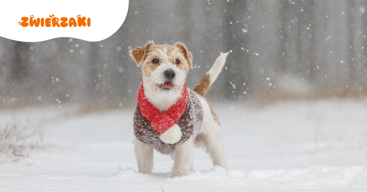 Jak dbać o sierść psa zimą: sprawdzone sposoby
