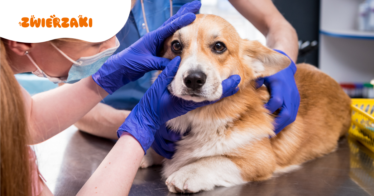 Co robić, gdy pupil zjadł coś trującego? Pierwsze kroki opiekuna