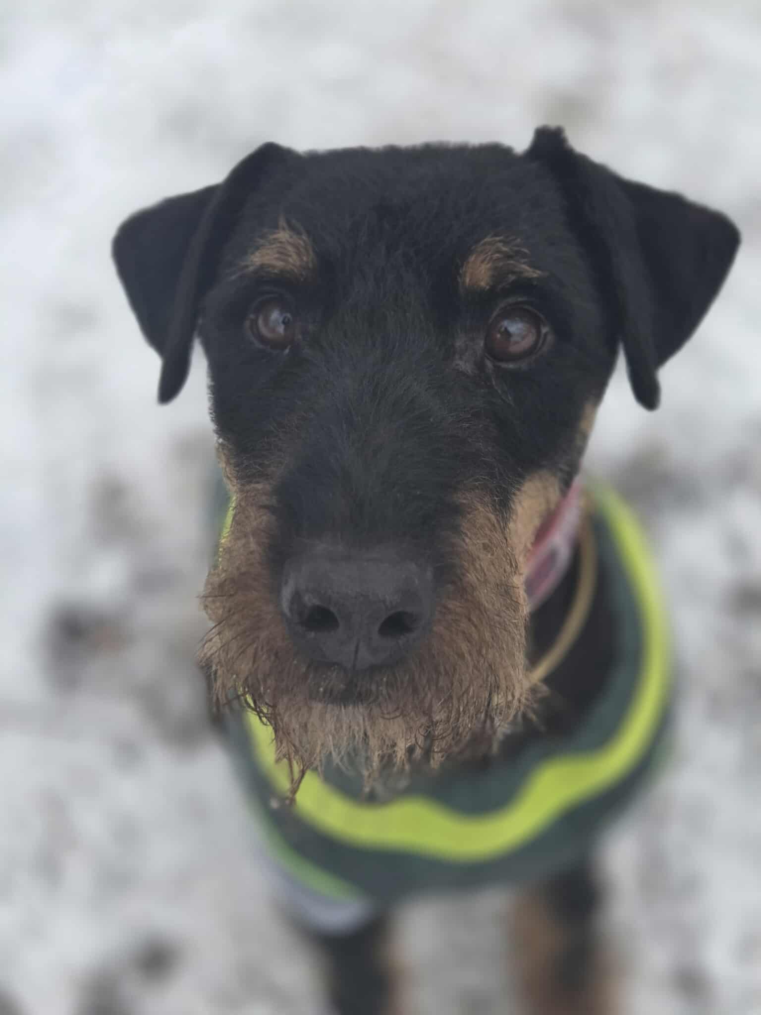 Wiliam terier niemiecki pilne 